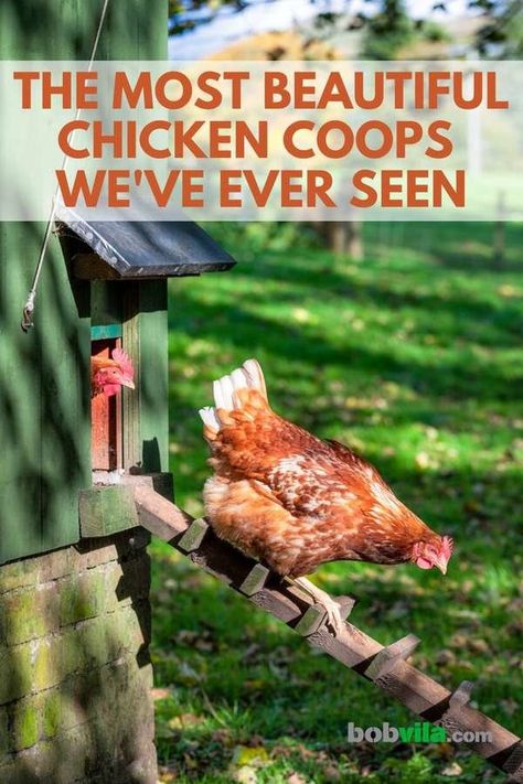 Backyard Chicken Coop Ideas, Chicken Hacks, Inside Chicken Coop, Fancy Chicken Coop, Urban Chicken Coop, Backyard Coop, Small Chicken Coops, Chicken Coop Decor, Cute Chicken Coops