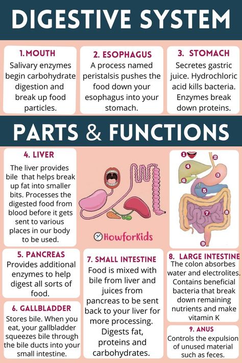 In order to be absorbed and used, food must be “digested”, that is, it must be broken down into small pieces. Each portion of this tube has a different shape and function. It starts at the mouth and ends at the anus. Digestive System Parts, Digestive System Anatomy, Metabolic Type, Learn Biology, Human Digestive System, Nursing School Essential, Nursing School Motivation, Basic Anatomy And Physiology, Nurse Study Notes