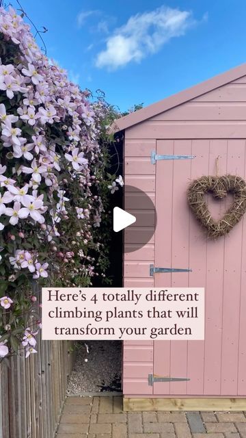 Apple Blossom Clematis, Clematis On Fence, Cotoneaster Horizontalis, Climbing Plants Fence, Clematis Montana Rubens, Climbing Clematis, Clematis Montana, Apple Trees, Garden Gazebo