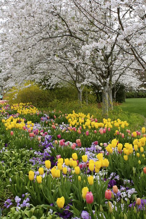 Dallas Blooms Taman Air, Spring Scenery, Spring Scene, Dallas Arboretum, Spring Pictures, Garden Idea, Spring Landscape, Garden Park, Spring Beauty