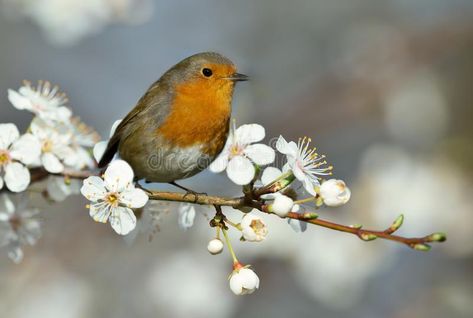 European Robin Perching On A Cherry Blossom Tree Stock Image - Image of close, european: 137032485 Hawthorn Flowers, European Robin, Branch Tattoo, Bird On A Branch, Screen Printing Art, Free Online Jigsaw Puzzles, Cherry Blossom Branch, Robin Bird, Bird On Branch