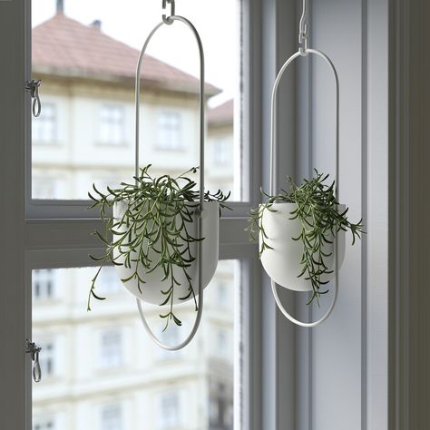 Hanging plants outdoor