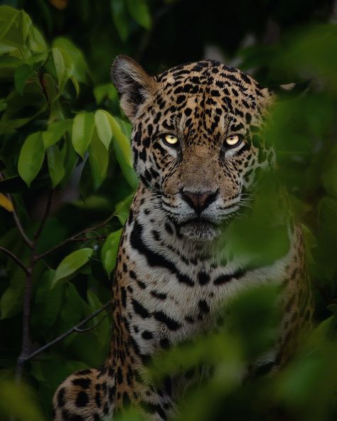 Jaguar, yaguarete, otorongo, Jaguares, Animal, Naturaleza, Amazonas, Brasil,Pantanal Jaguars Animal, On Display Wallpaper, Jaguar Eyes, Jaguar Aesthetic, Jaguar Pictures, Jaguar Cat, Jaguar Art, Jaguar Wallpaper, Display Wallpaper