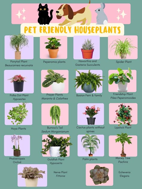 Cat Friendly House Plants, Ponytail Plant, Cat Safe House Plants, Pet Safe Plants, Plants Safe For Cats, Cat Friendly House, Plants For House, Pet Friendly Plants, Dog Safe Plants