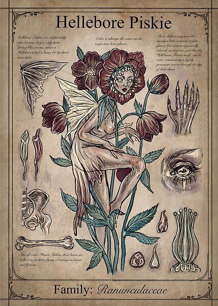 Hellebore Piskie by CharlotteGanz | Redbubble Magical Creatures Mythology, Mystical Creatures Mythology, Fantasy Creatures Mythology, Witchy Garden, Mythical Monsters, Collage Mural, Images Harry Potter, Creature Drawings, Mythology Art