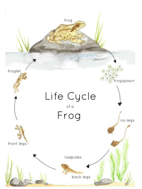 A beautiful hand-illustrated watercolor print features the life cycle of a Common Frog, from frogspawn to tadpoles to adult frogs.To create a lasting and tactile item, I highly recommend printing the file onto watercolor paper. It creates a beautiful finish and looks like you are handling original paintings. Frog Life Cycle Printable, Frog Unit Study, Frogs Preschool, Frog Printable, Life Cycle Of A Frog, Name Activities Preschool, Common Frog, Frog Life Cycle, Montessori Science