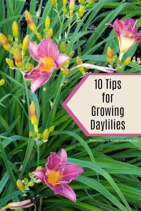 Quick Growing Plants, Day Lilies Care, Deck Landscaping, Lily Care, Daylily Garden, Small Backyard Design Ideas, Backyard Design Ideas Budget, Backyard Design Ideas, Day Lilies