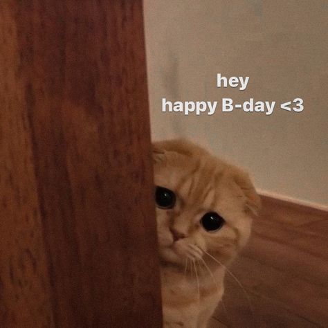 Happy Birthday To Me Cat Memes, Birthday Wholesome Pics, Happy Bday Wallpapers, Birthday Cat Aesthetic, Cat Wishing Happy Birthday, Happy Birthday Wishes Animals, Happy Birthday Funny Sticker, Mood Cat Pics, Happy Birthday Reaction Pic Funny