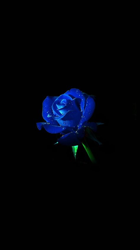 Rose iPhone Wallpapers - Top Free Rose iPhone Backgrounds - WallpaperAccess Wallpaper Iphone Roses, Blue Roses Wallpaper, Black And Blue Wallpaper, Blue Aesthetic Dark, Red Roses Wallpaper, Blue Butterfly Wallpaper, Dark Blue Flowers, Blue Flower Wallpaper, Dark Blue Wallpaper