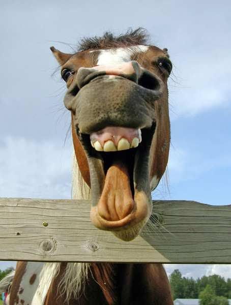 EXACTLY what you look like when you yawn on FaceTime and don't cover your mouth!  EWWWWW!!!!  Way to close!!!! Nobody wants to see that! Equine Dentistry, Funny Horse Face, Laughing Horse, Birthday Funnies, Laughing Animals, Smiling Animals, Beautiful Horse Pictures, Birthday Memes, Funny Horses