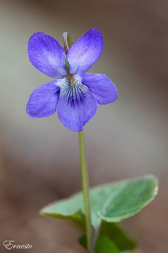 Pictures Of Violets, Violets Flowers, Violet Tattoo, Wild Violets, Flower References, Flower Reference, Flowers To Paint, Violet Flowers, Sweet Violets