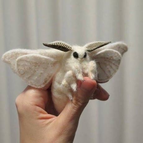 Cute Moths, Poodle Moth, Cute Moth, Strange Animals, Pretty Animals, Click Photo, Haunted Places, Little Animals, Cute Little Animals