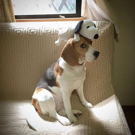 18 Pieces of Evidence Show Beagles The Worst Family Dogs Ever Baby Beagle, Dog Room Ideas, Pocket Beagle, Dogs Ideas, Beagle Dogs, Baby And Dog, Dogs Home, Getting A Dog, Dog Beagle