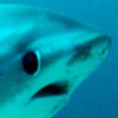 Shark Meme, Shark Images, Thresher Shark, Funny Shark, Shark Pictures, Sharks Funny, Reaction Images, Cute Shark, Goofy Pictures