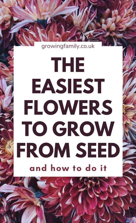 Need help growing flowers from seed? This flower gardening for beginners guide covers 12 easy flowers to grow from seed plus planting tips. #growingfamily #gardeningtips How To Plant Flower Seeds, Easy Seeds To Grow, Growing Flowers From Seeds, Decorating With House Plants, Easy Flowers To Grow, Planting Flowers From Seeds, Fast Growing Flowers, Best Plants For Shade, Easy Gardening Ideas