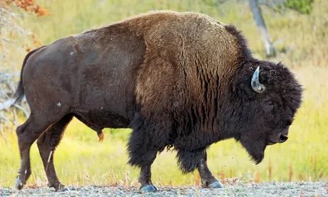 Bison Reference, Buffalo Animal, Bison Art, North American Animals, Animal Reference, American Animals, American Bison, Animal Study, National Symbols