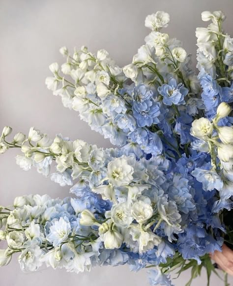 Delphinium Bouquet, Chrysanthemum Wedding, Periwinkle Wedding, Iris Wedding, Periwinkle Flowers, Delphinium Flowers, Blue Delphinium, Boquette Flowers, Beautiful Bouquet Of Flowers