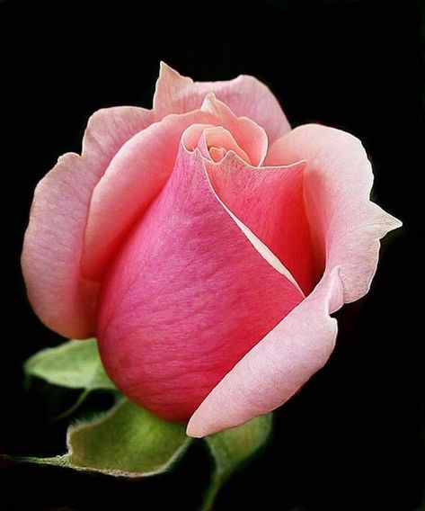 Pink rose Rose Reference, Kristina Webb, Love Rose Flower, The Secret Garden, Beautiful Rose Flowers, Beautiful Flowers Pictures, Exotic Flowers, Flower Images, Flowers Nature