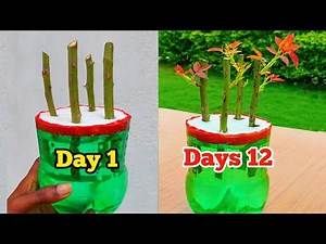 How To Grow A Rose Bush From A Clipping, Rooting Roses In Water, Rooting Roses In Potatoes, Rose Plants Gardening, Rose Clippings Planting, How To Regrow Roses From Stems, Regrow Roses From Stem, How To Start Roses From Cuttings, How To Grow Roses From A Rose Stem