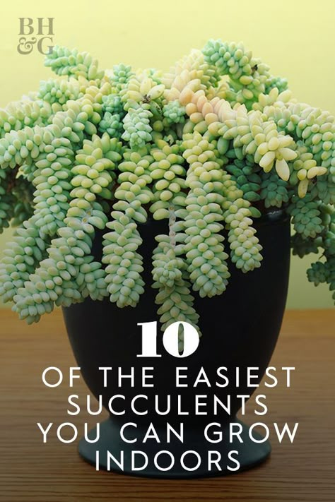 Succulents have become super popular over the last few years, and for good reason. There are hundreds of unique varieties and just about anyone can grow them, beginners included.  #gardening #gardenideas #succulentgarden #succulenttips #bhg Sitting On A Ledge, Succulent Outdoor, Types Of Succulents Plants, How To Water Succulents, Indoor Succulents, Succulent Garden Indoor, Succulent Garden Design, Plant Care Houseplant, Succulent Garden Diy