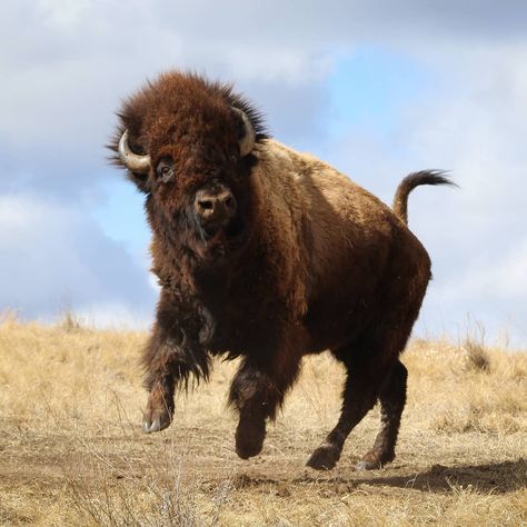 Animal Photography Wallpaper, Bison Reference, Tattoo Bull Skull, Nature Wallpapers Aesthetic, Aesthetic Wildlife, Bison Photography, Bison Photo, Yearbook Cover, Bison Art