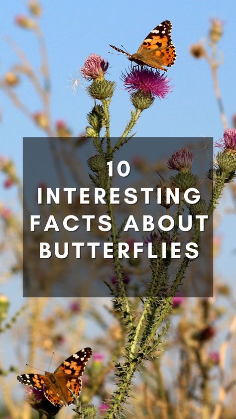 Types Of Butterflies Meaning, Facts About Butterflies, Butterfly Facts For Kids, Cool Bug Facts, Butterfly Information, Butterfly Board, Preschool Bugs, Stages Of A Butterfly, Butterfly Facts