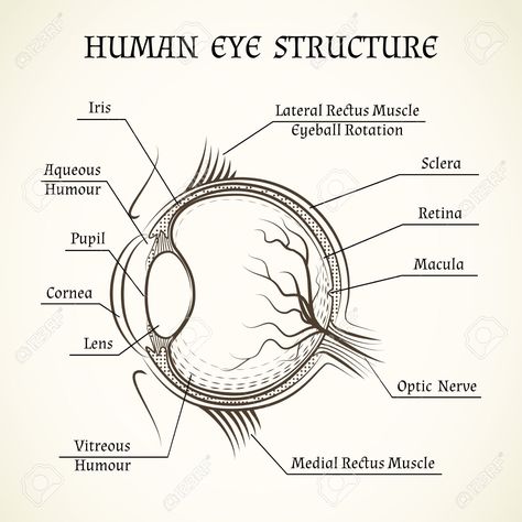 We provide you Simple eye diagram and easy eye diagram from exam point of view. Also labeled eye diagram and anatomy of eye and human eye structure for better understanding. Human eye diagram and functions with diagram of human eye with labelling. Human Eye Diagram, Human Eye Drawing, Eye Diagram, Biology Diagrams, Science Diagrams, Eye Structure, Medical Drawings, Eye Anatomy, Kedokteran Gigi