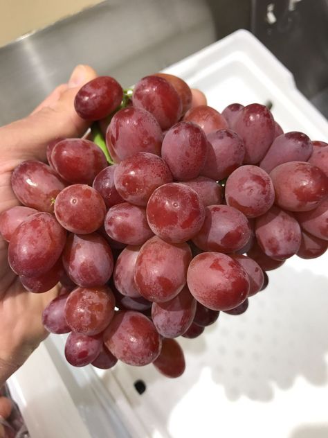 Red Seedless Grapes Red Grapes Aesthetic, Grapes Aesthetic, Better Gut Health, Red Grape, Oyster Mushrooms, Turnips, Healthy Food Motivation, Purple Grapes, Red Grapes