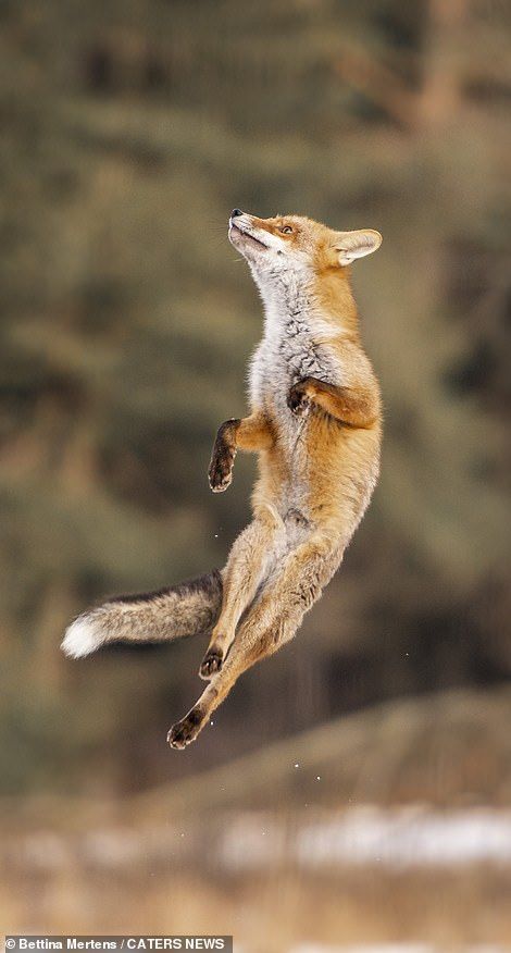 Care-free fox enjoys some bushy-tailed bouncing!  | Daily Mail Online Fox Anatomy, Fox Reference, Fox Jumping, Jumping Fox, Fox Running, Wallpaper Animals, Fox Drawing, Fox Pictures, Foxes Photography