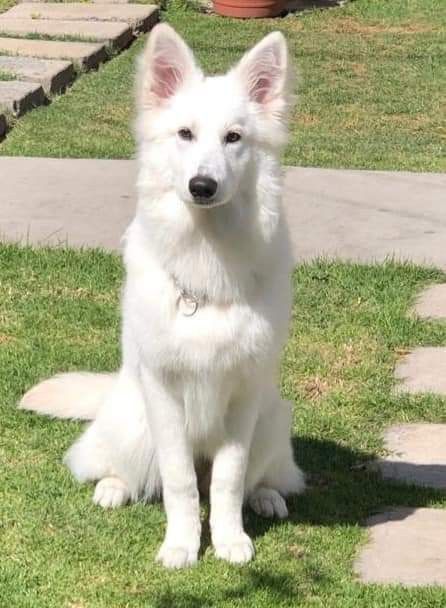 Swiss Shepherd, German Sheperd Dogs, White Swiss Shepherd, White Shepherd, White German Shepherd, Dog Water Bottle, Pretty Dogs, Wolf Dog, Shepherd Puppies