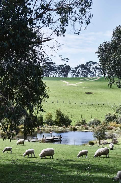 A small flock of Romney Marsh sheep and lambs, plus one Suffolk, graze right up to the verandah deck | Photography: Mark Roper | Styling: Lee Blaylock Australian Farm, Farm Pond, Future Farms, Farm Lifestyle, Dream Farm, Red Hill, Living Off The Land, Chateau France, Mornington Peninsula