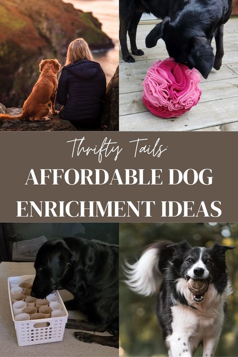 At Home Dog Enrichment, Activities To Do With Dogs, Dog Enrichment Ideas Indoor, Dog Entertainment Ideas Diy, Enrichment Ideas For Dogs, Dog Enrichment Activities, Dog Enrichment Games, Large Dog Enrichment Ideas, Cheap Dog Enrichment