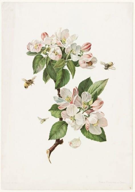 Illustration Botanique Vintage, Bee Wall Art, Apple Blossoms, Illustration Botanique, Botanical Illustration Vintage, Vintage Botanical Prints, Botanical Painting, Design Grafico, Botanical Illustrations