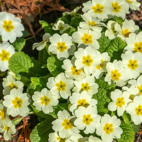 Wild Primrose, Primula Vulgaris, Fast Growing Flowers, Scottish Flowers, British Wild Flowers, February Birth Flowers, Small Watering Can, Lemon Flowers, Beautiful Flowers Images