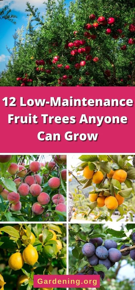 Fruit Trees In Garden, Trees In Garden, Fruit Trees Backyard, Fruit Tree Garden, Fruit Growing, Orchard Garden, Growing Fruit Trees, Vegetable Garden Diy, Cozy Patio