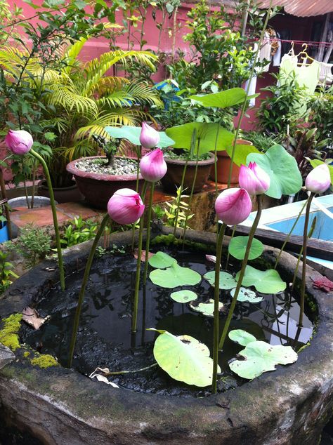 Lotus flower at the Turtle Temple Japanese Water Gardens, Small Water Gardens, Tanaman Air, Kolam Koi, Container Water Gardens, Taman Air, Lotus Garden, Aquatic Garden, Indoor Water Garden