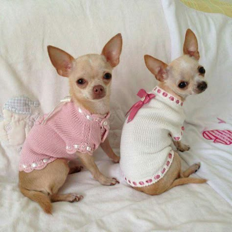 So sweet Types Of Chihuahua, Teacup Puppy, Teacup Chihuahua Puppies, Chihuahua Clothes, Baby Chihuahua, Chihuahua Puppies For Sale, Teacup Chihuahua, Cute Chihuahua, Chihuahua Love