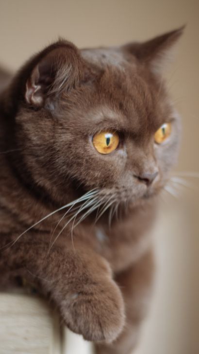 Chocolate British Shorthair Cat: Spectacular Breed Insights and Interesting Facts for First Time Owners Cats Unique, British Shorthair Kittens, Cat Personalities, Shorthair Cat, British Shorthair Cats, Kitten For Sale, Beautiful Cat Breeds, Cat Breed, Kitty Kitty