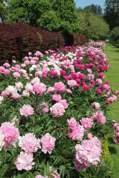 Backyard Peony Garden, Peony Bush, Backyard Plan, Cut Flower Garden, Peonies Garden, Pink Garden, Dream Backyard, Landscaping Plants, Garden Cottage