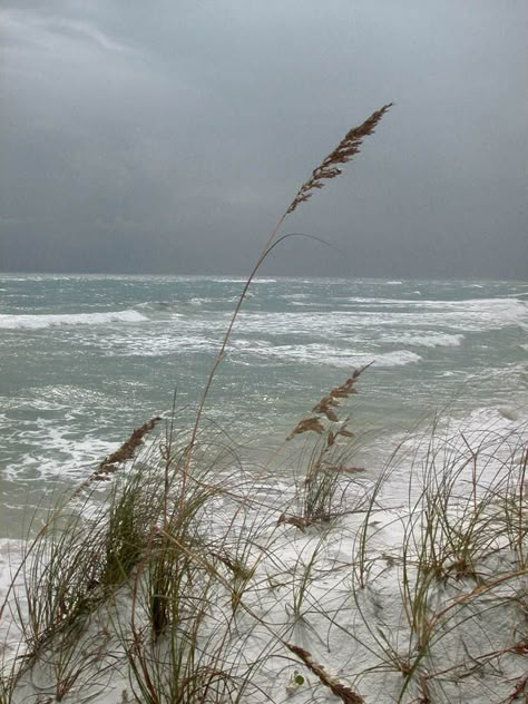 Sea Oats, Sand And Sea, I Love The Beach, Hur Man Målar, Beach Scenes, White Sand, Ocean Beach, Ocean Waves, Beach Life