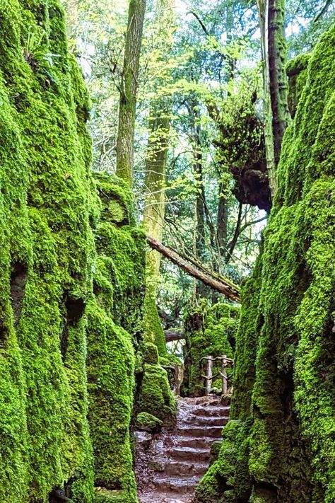 A lush, moss-covered ravine in Puzzlewood Forest with tall, rocky sides. Stone steps lead up through the greenery, creating a mystical, magical atmosphere in this ancient British forest. Puzzlewood Forest Of Dean, Puzzlewood Forest England, British Forest, Camping Clothing, Romantic Walk, Puzzle Wood, Deep In The Forest, Ancient Trees, Stone Sphere