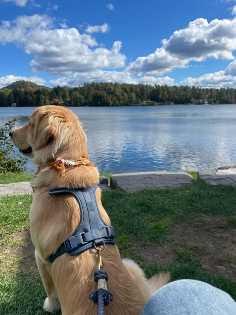 Walking Golden Retriever Aesthetic, Happy Golden Retriever, Chien Golden Retriever, Reactive Dog, Akc Breeds, Pretty Dogs, Super Cute Animals, Retriever Puppy, Dogs Golden Retriever