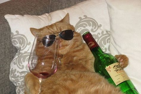 18 Friday Struggles As Told By Cats Happy Birthday Boss Lady, Drunk Cat, Happy Birthday Boss, Meme Chat, Gatos Cool, Happy Birthday Meme, Image Chat, Funny Happy Birthday, Wearing Sunglasses