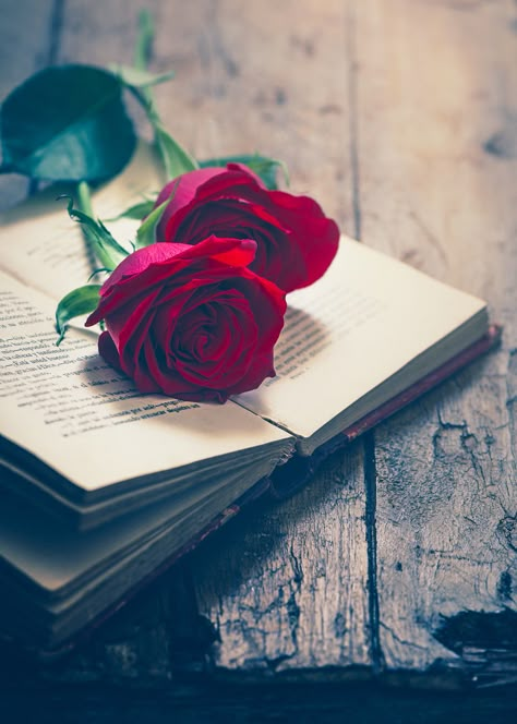 Pasión d rosas y libros lo que. Siempre quise A Rose, Red Roses, I Love You, Roses, Love You, I Love, Red