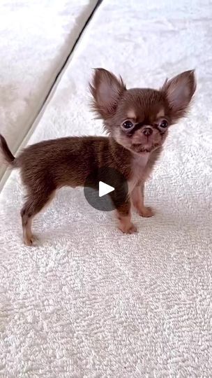 Puppies Pomeranian, Food Is Good, Dogs Chihuahua, Part Of Your World, Cheap Dogs, Chihuahua Lover, Chihuahua Puppies, Most Expensive, Halle