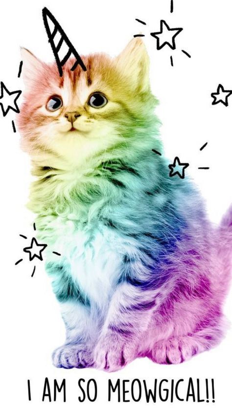 Download Kitten Wallpaper by rainbowrose1993 - 40 - Free on ZEDGE™ now. Browse millions of popular cat Wallpapers and Ringtones on Zedge and personalize your phone to suit you. Browse our content now and free your phone Stars