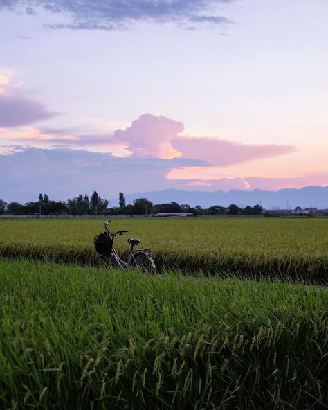 Japan Countryside, Japanese Countryside, Japan Summer, Rice Fields, Japan Aesthetic, Urban Legends, I Want To Travel, Japanese Aesthetic, Summer Bucket Lists