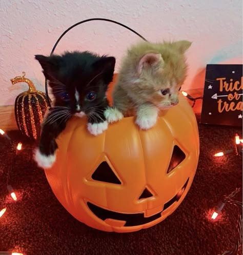 Cats In Pumpkins, Halloween Cat Pfp, Cute Halloween Pfp, Halloween Names For Cats, Halloween Kittens, Cat In A Pumpkin, Pumpkin Cats, Halloween Core, Halloween Pfps