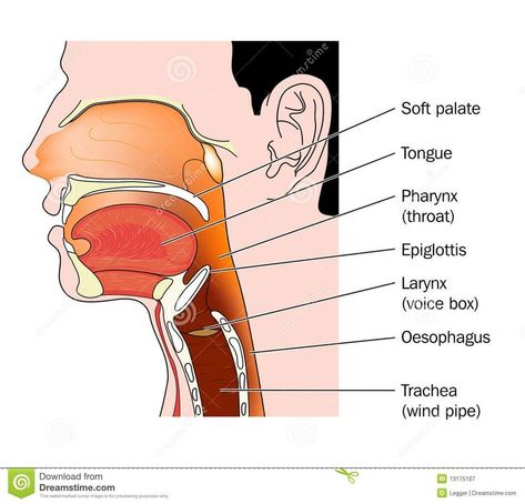 Medical School Studying, The Tongue, Cross Section, Speech Language Pathology, Medical Illustration, Drawing Skills, Human Anatomy, Stock Photography Free, Medical School