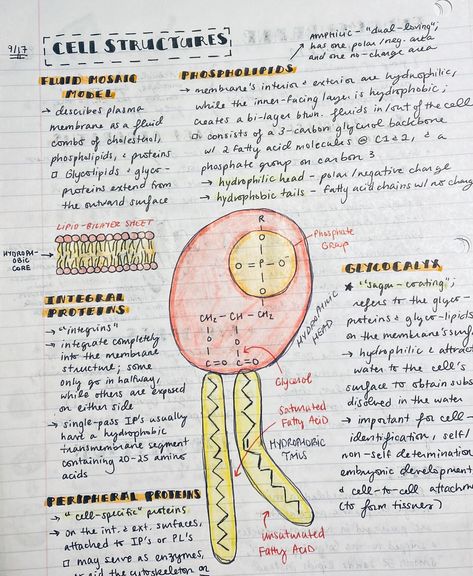 Notes With Drawings, Ap Biology Notes, Biology Revision, Nurse Study, Study Biology, Nursing School Motivation, Nurse Study Notes, Powerpoint Tutorial, Notes Inspo